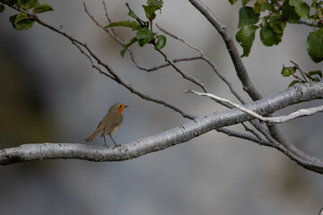 Rouge-gorge de profil sur une branche d’arbre en nature © Maud HERNANDEZ