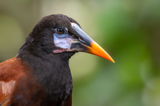 Portrait of a Montezuma Oropendola tropical bird, Costa Rica
