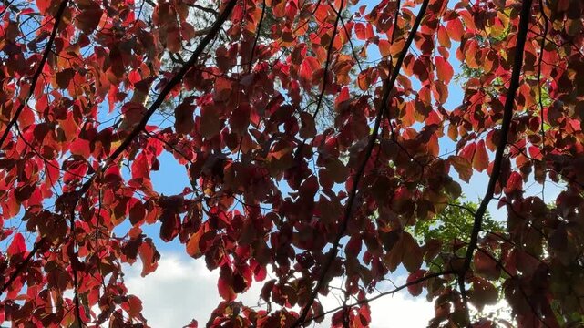 Red autumn foliage of parrotia tree.
