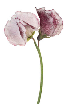 sweetpea flower