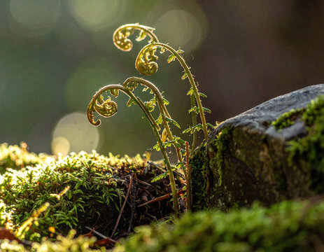 Captured in soft golden sunlight, these delicate fern fiddleheads emerge from lush green moss. A beautiful metaphor for spring and renewal, ideal for organic and sustainable branding.