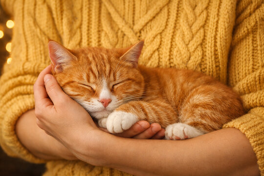 A cat resting in someone's arms