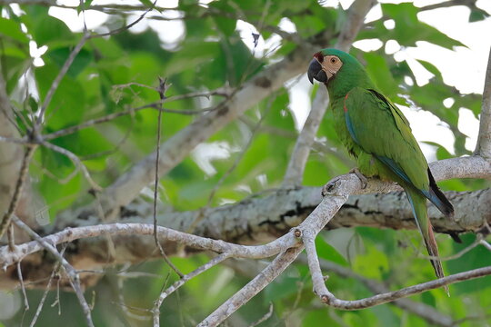 Chestnut-fronted macaw, Ara severus, Parque Nacional Madidi, Bolivie