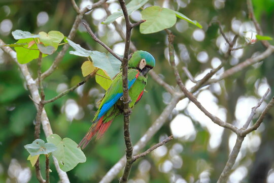 Chestnut-fronted macaw, Ara severus, Parque Nacional Madidi, Bolivie
