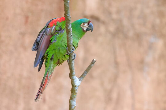 Chestnut-fronted macaw, Ara severus, Parque Nacional Madidi, Bolivie