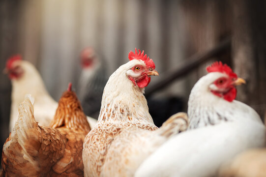 incredible detailed portraits of domestic chickens on a blurred background with soft light