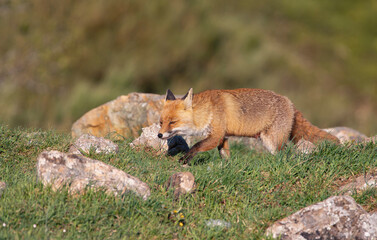 Fototapeta premium A young fox in the field.