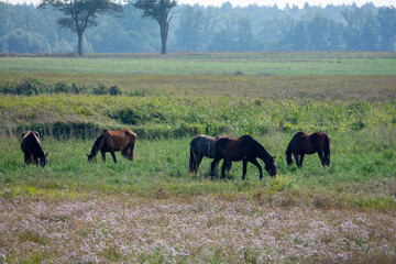Fototapeta premium Horses in the pasture