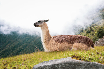 Resting Llama © sean