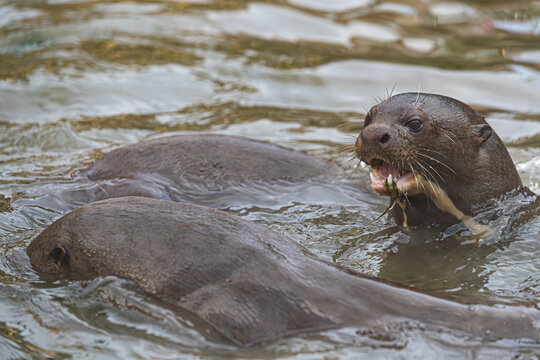 Wild giant otter with open mouth eating green plants in water
