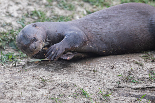 Giant otter resting on the muddy river bank