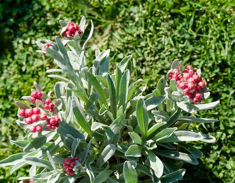 Mound of vibrant red inflorescence of everlasting flowers (Helichrysum amorginum) in a flattened terminal cluster above basal dense cushions of grey woolly oblong spathulate foliage