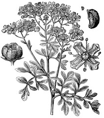 Obraz premium Ruta graveolens (rue); flower, fruit, and seed, detailed vintage botanical engraving.