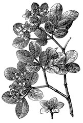 Obraz premium Flower of the guaiac tree (Guaiacum officinale), detailed vintage botanical engraving.