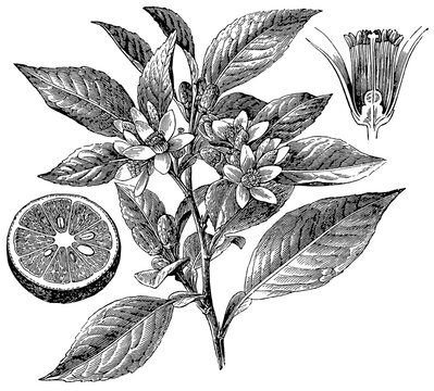 Citrus aurantium (orange); flower in longitudinal section and fruit in cross section, detailed vintage botanical engraving.