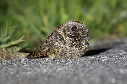 Common Poorwill, Gazos Creek, CA