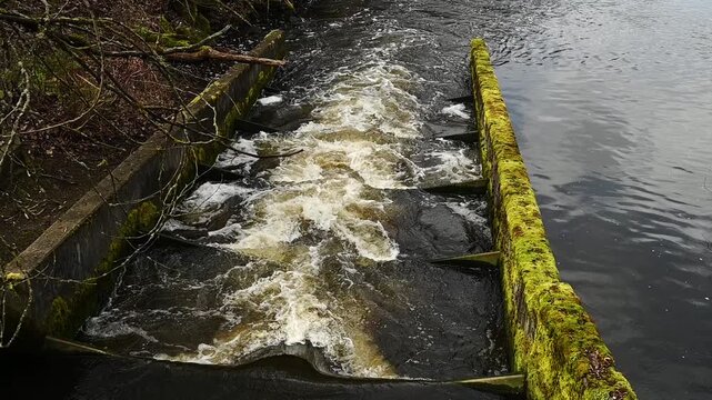 Fish ladder in an urban stream, cement structure with water running high after rains, slow motion white water rapids, tannins turning water brownish
