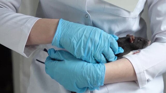 Black rat is cradled in blue-gloved hands of a person in a white coat, highlighting the gentle handling of the animal in a clinical environment. veterinary clinic or laboratory