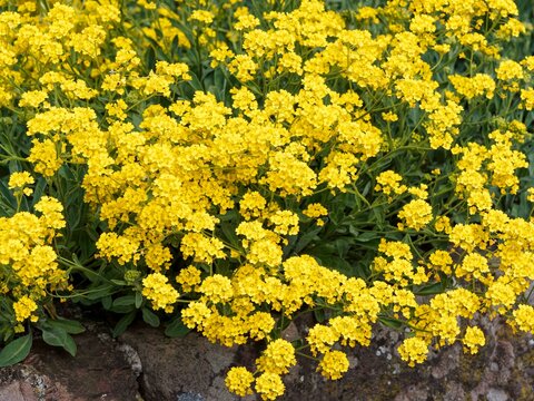 Aurinia saxatilis -  Corbeille d'or ou Alysse des rochers formant un monticule de petites fleurs jaune d&eacute;coratives recouvrant un feuillage vert-de-gris le long d'un massif rocailleux

