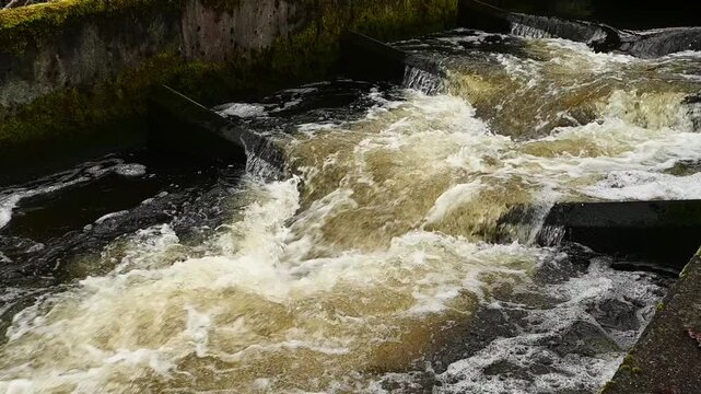 Fish ladder in an urban stream, cement structure with water running high after rains, slow motion white water rapids, tannins turning water brownish
