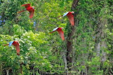 Red and Green Macaw, Ara chloropterus, Parque Nacional Madidi, Bolivie © Kamil