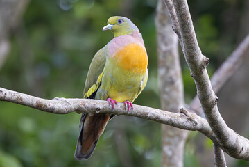 Fototapeta premium Orange-breasted Green Pigeon on tree branch in Sri Lanka