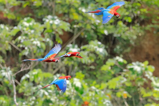 Red and Green Macaw, Ara chloropterus, Parque Nacional Madidi, Bolivie