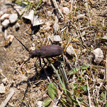 Lamie tisserand (Lamia textor) col&eacute;opt&egrave;re longicorne de carapace granuleuse, brun-noir et duveteux portant de longues antennes d&eacute;ambulant sur un sol rocailleux
