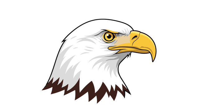 A majestic bald eagle displays a powerful side profile with its sharp yellow hooked beak and piercing golden eye against a pristine white background now.