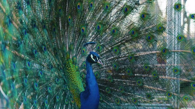 Portrait of beautiful peacock with feathers out. Video.