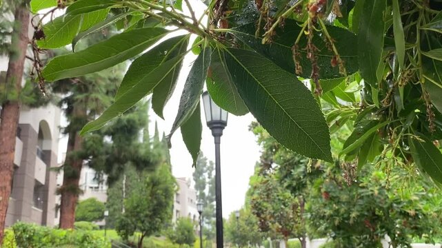 Close-up of wet Bay Laurel branches under rain. Cinematic camera movement reveals a green lawn, sidewalk, building, and a street lamp on a cloudy day. Atmospheric rainy weather in a town.