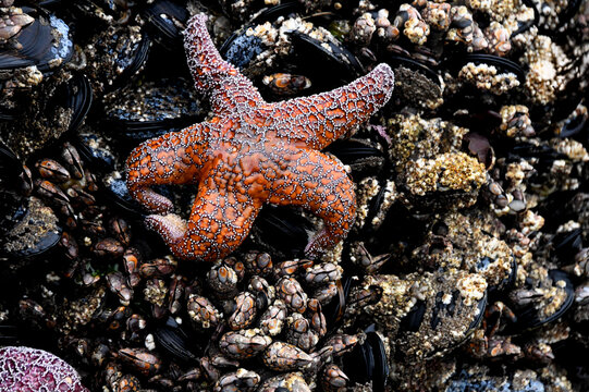 Bright Orange Sea Star Attached to Mussels