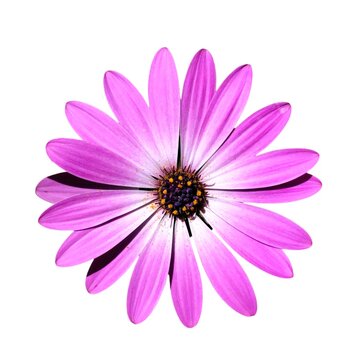 Cape Marguerite: a species of perennial ornamental plant, its botanical name is Dimorphotheca ecklonis (isolated on white background).