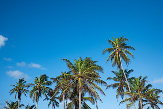 Palmeras, San Andr&eacute;s isla
