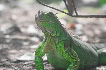 Fototapeta premium La iguana está alerta ante el peligro