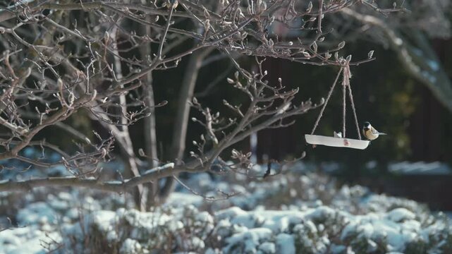 Small bird feeding from a winter bird feeder in a snowy garden