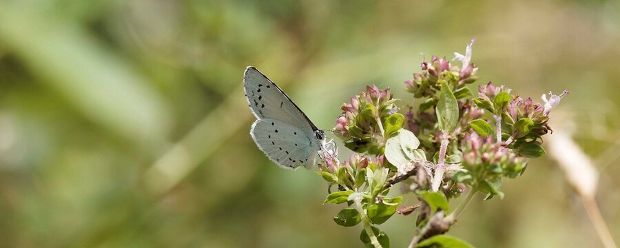 Celastrina argiolus - Azur&eacute; des nerpruns ou argus &agrave; bande noire femelle, petit papillon aux ailes gris-bleut&eacute; avec des point noirs butiant sur une fleur de marjolaine (Origanum majorana)