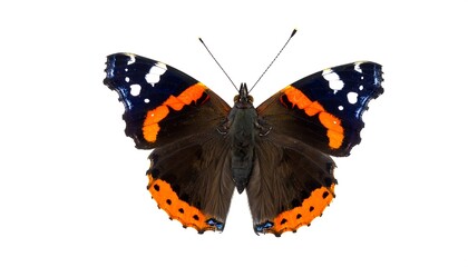 Naklejka premium Butterfly Top-down view of a reddish-brown butterfly with distinctive wing patterns against a pure white background