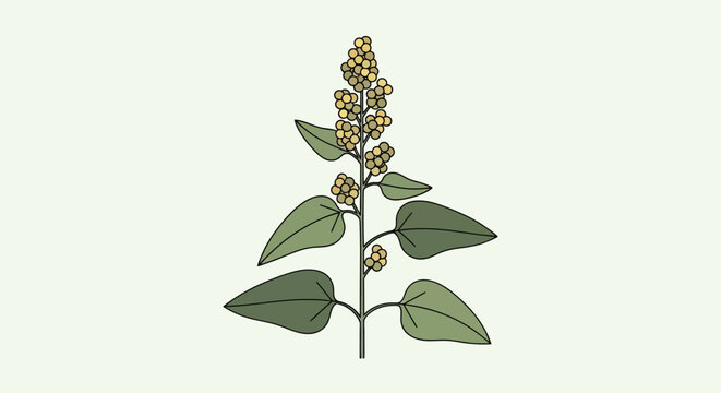 Hand drawn illustration of a quinoa plant with leaves and seeds.