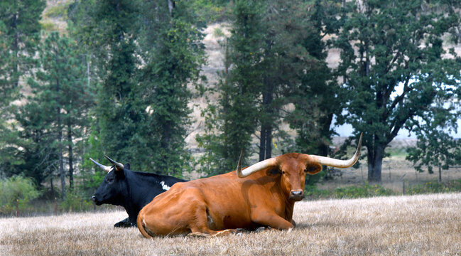 Long Horn Cows Resting in Field