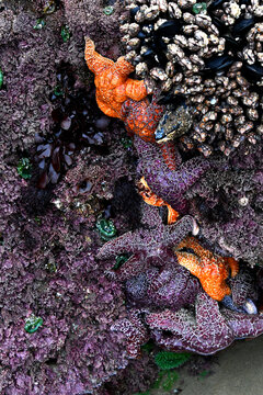 Mass of Sea Stars Attached to Sea Stack