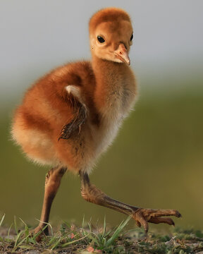 Precious Florida Sandhill Crane Chick Colt
