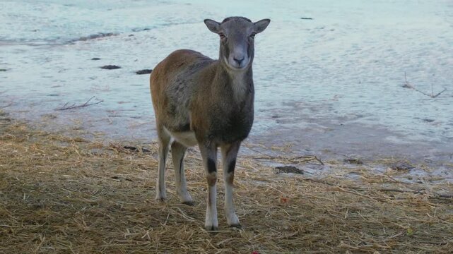 A lone mouflon sheep stands alert in a sparse, wintry landscape