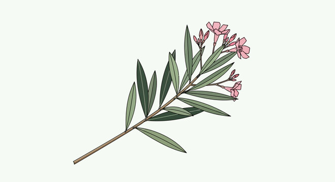 Botanical illustration of a flowering oleander branch with pink blossoms.