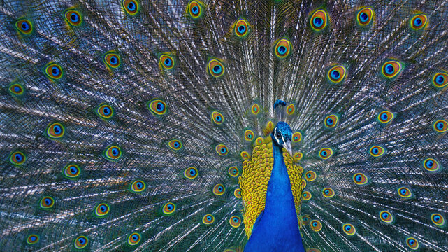 Portrait of beautiful peacock with feathers out.