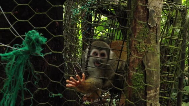 A angry squirrel monkey that has been put in a small cage and is begging for food with his small hands