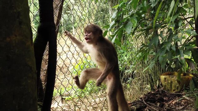 Capuchin monkey, Cebus albifrons, behind a fence but filmed inside the cage that is angry jumping up and down at someone outside the cage
