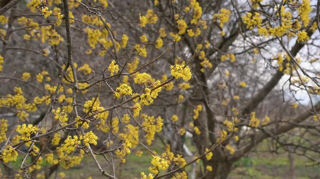 Cinematic 4K video of yellow spring blooms. High-quality static shot, ideal for video editing, background overlays, and nature-themed website banners.
