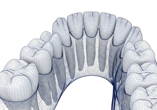 Wireframe rendering of a set of human teeth showing the gumline and the structure of the teeth