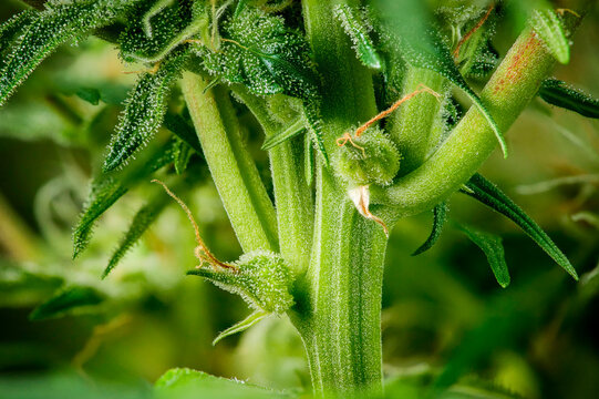 Extreme macro shot of Northern Light female cannabis flower showing detailed calyx structure and white pistils during early bloom